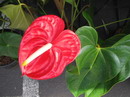 Flamingo Flower